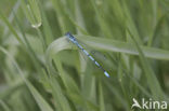 Azuurwaterjuffer (Coenagrion puella)