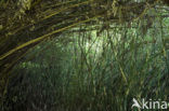Bamboe (Bambusa multiplex)
