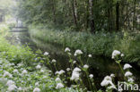 Beekbergerwoud