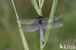 Keeled Skimmer (Orthetrum coerulescens)