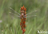 Beekoeverlibel (Orthetrum coerulescens) 