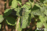 Club-tailed Dragonfly (Gomphus vulgatissimus)