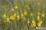 Bog Asphodel (Narthecium ossifragum)