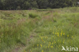 Bog Asphodel (Narthecium ossifragum)