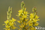 Bog Asphodel (Narthecium ossifragum)