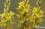 Bog Asphodel (Narthecium ossifragum)
