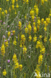 Bog Asphodel (Narthecium ossifragum)
