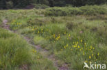 Bog Asphodel (Narthecium ossifragum)