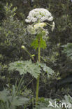 Giant Hogweed (Heracleum mantegazzianum)