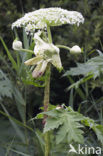 Giant Hogweed (Heracleum mantegazzianum)