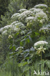 Giant Hogweed (Heracleum mantegazzianum)