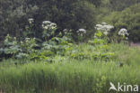 Giant Hogweed (Heracleum mantegazzianum)