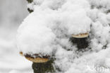 Birch polypore (Piptoporus betulinus)