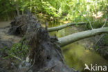 Beech (Fagus sylvatica)