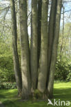 Beech (Fagus sylvatica)