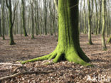Beech (Fagus sylvatica)