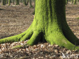 Beech (Fagus sylvatica)
