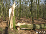 Beech (Fagus sylvatica)