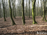 Beech (Fagus sylvatica)