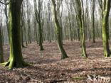 Beech (Fagus sylvatica)