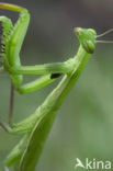 Bidsprinkhaan (Mantis religiosa)