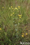 Yellow-wort (Blackstonia perfoliata)