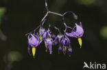 Bitterzoet (Solanum dulcamara)