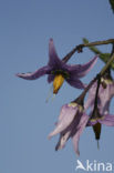 Bitterzoet (Solanum dulcamara)