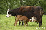 Cow (Bos domesticus)