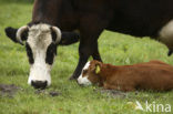Cow (Bos domesticus)