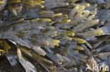 Blaaswier (Fucus vesiculosus)