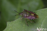 Black-shouldered Shield Bug (Carpocoris purpureipennis)