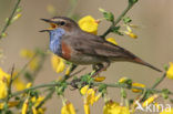 Blauwborst (Luscinia svecica)