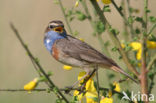 Blauwborst (Luscinia svecica)