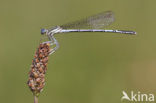 Blauwe breedscheenjuffer (Platycnemis pennipes)