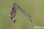 Blauwe breedscheenjuffer (Platycnemis pennipes)