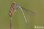 Blauwe breedscheenjuffer (Platycnemis pennipes)