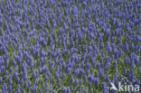 Blauwe druifjes (Muscari botryoides)