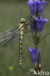 Blauwe glazenmaker (Aeshna cyanea)