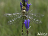 Blauwe glazenmaker (Aeshna cyanea)