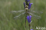 Blauwe glazenmaker (Aeshna cyanea)