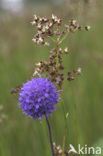 Blauwe knoop (Succisa pratensis) 