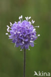 Blauwe knoop (Succisa pratensis) 