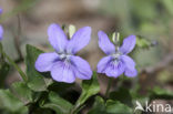 Bleeksporig bosviooltje (Viola riviniana)