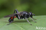 Hoverfly (Brachypalpoides lentus)