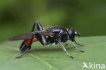 Bloedrode bladloper (Brachypalpoides lentus)