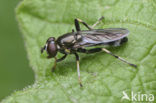 Bloembladloper (Xylota caeruleiventris)