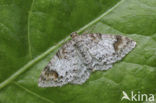 Blomer’s Rivulet (Venusia blomeri