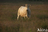 Blonde d Aquitaine koe (Bos Domesticus)