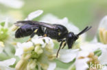 Boemerangmaskerbij (Hylaeus difformis) 